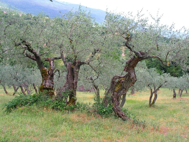 Olive trees in an Italian grove